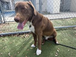 Shelter Stray Male Dog last seen , 2769 Conroy Rd, Orlando, FL 32839, USA