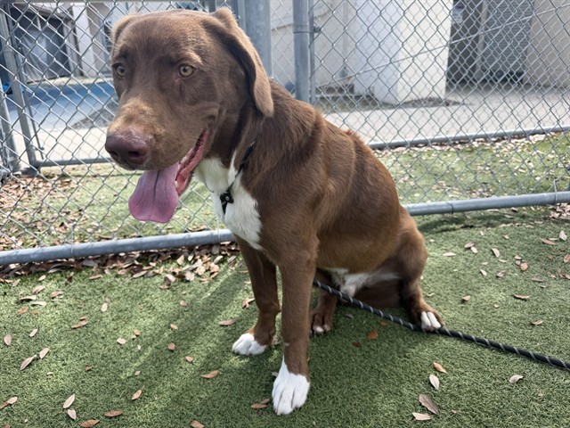 Shelter Stray Male Dog last seen , 2769 Conroy Rd, Orlando, FL 32839, USA