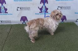 Shelter Stray Male Dog last seen , 2769 Conroy Rd, Orlando, FL 32839, USA