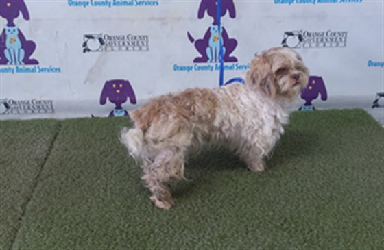 Shelter Stray Male Dog last seen , 2769 Conroy Rd, Orlando, FL 32839, USA