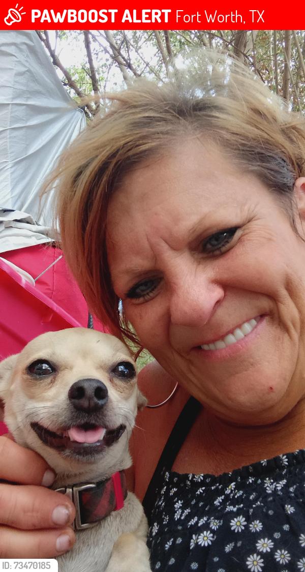 Lost Female Dog last seen Donally and Bourine, Fort Worth, TX 76107