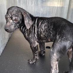 Shelter Stray Female Dog last seen Near BLOCK WAINWRIGHT ST, 4710 TX-151, San Antonio, TX 78227, USA