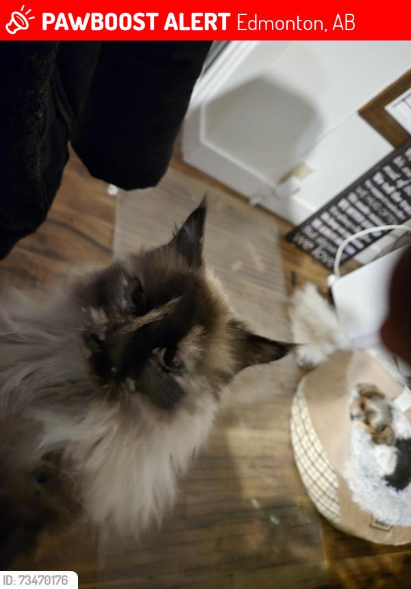 Lost Female Cat last seen 132a And Victoria trail, Edmonton, AB 