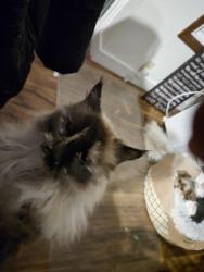 Lost Female Cat last seen 132a And Victoria trail, Edmonton, AB 