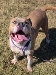Shelter Stray Male Dog last seen Near BLOCK VIRGINIA AVENUE, 3528 Newburg Rd, Louisville, KY 40218, USA