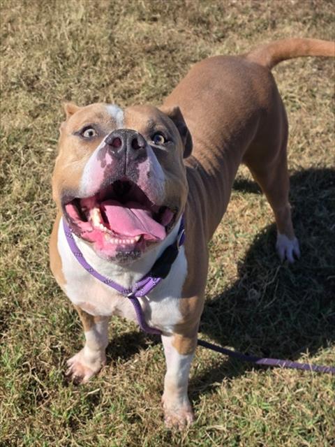Shelter Stray Male Dog last seen Near BLOCK VIRGINIA AVENUE, 3528 Newburg Rd, Louisville, KY 40218, USA