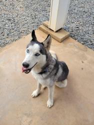 Reunited Male Dog last seen Parking lot behind Sake Roll and Grill, Chattanooga, TN 37411