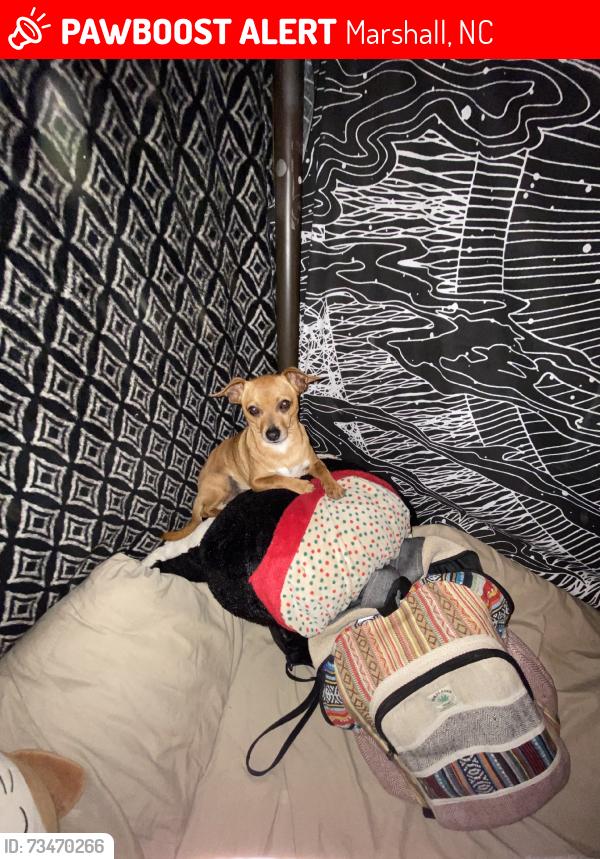 Lost Male Dog last seen Petersburg, Grapevine, Marshall, NC 28753