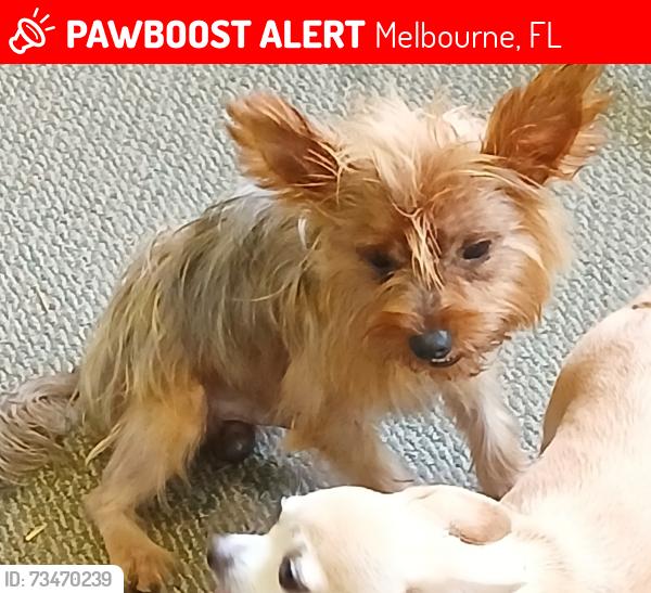 Lost Male Dog last seen New Haven Avenue, Melbourne, FL 32904