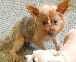 Lost Male Dog last seen New Haven Avenue, Melbourne, FL 32904