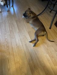 Found/Stray Female Dog last seen Statford Rd, Winston-Salem, NC 27127