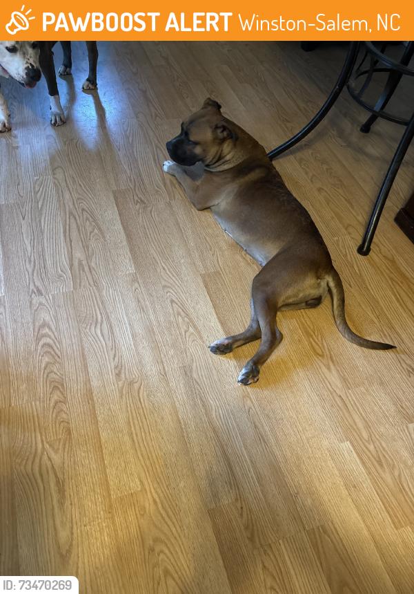 Found/Stray Female Dog last seen Statford Rd, Winston-Salem, NC 27127