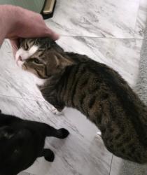 Lost Male Cat last seen Katrina falls rd, Rock Hill, NY 12775