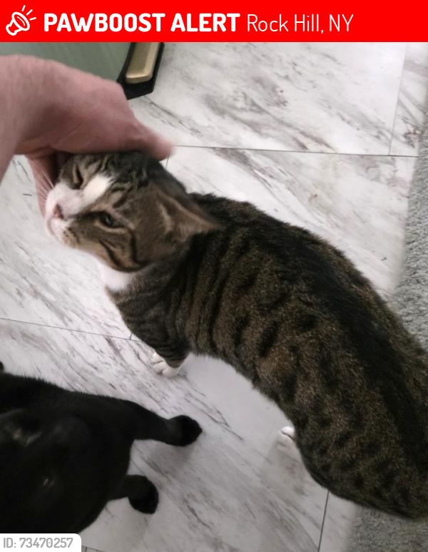 Lost Male Cat last seen Katrina falls rd, Rock Hill, NY 12775