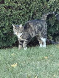 Found/Stray Unknown Cat last seen Rochdale St, Auburn, MA 01501