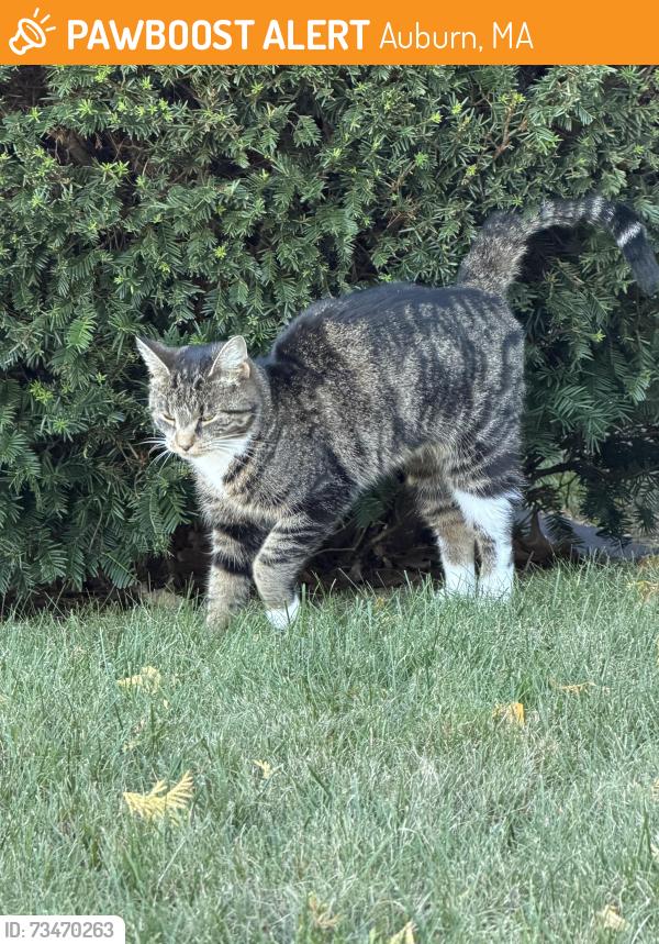 Found/Stray Unknown Cat last seen Rochdale St, Auburn, MA 01501