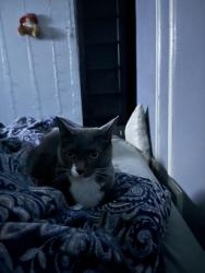 Reunited Male Cat last seen Bushwick ave and cooper st, Brooklyn, NY 11207