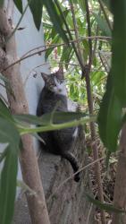 Lost Female Cat last seen Ash and circuit drive, Roseville, CA 95678