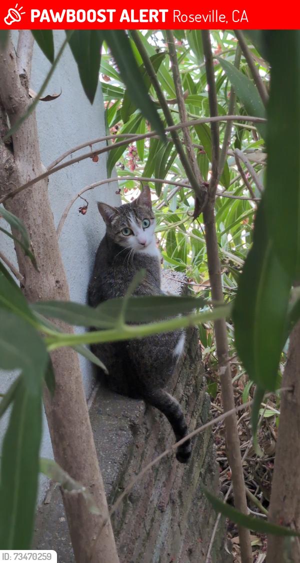 Lost Female Cat last seen Ash and circuit drive, Roseville, CA 95678