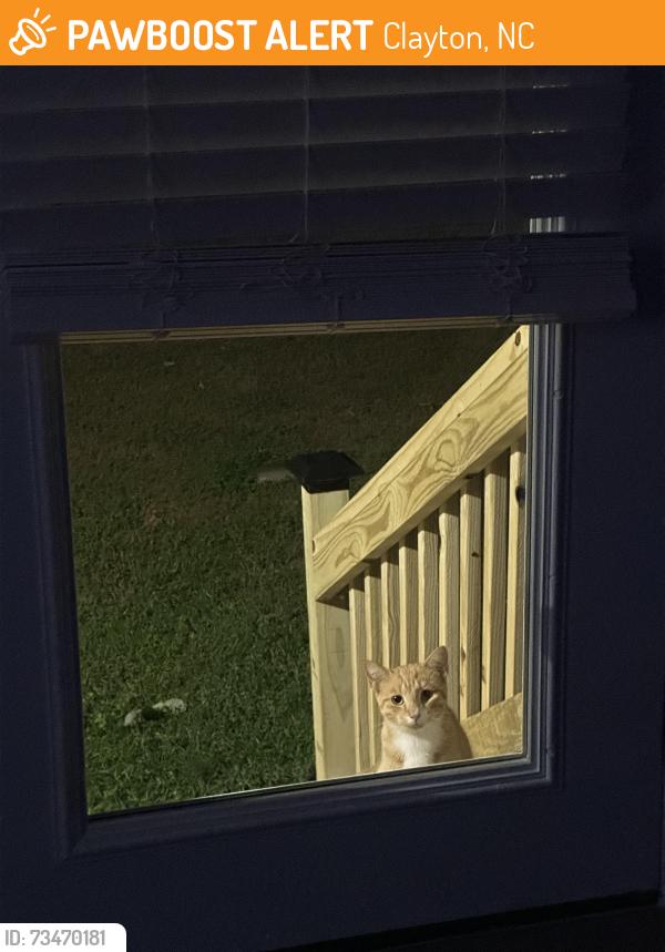 Found/Stray Unknown Cat last seen CVS on Clayton Blvd, Clayton, NC 27520