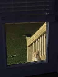 Found/Stray Unknown Cat last seen CVS on Clayton Blvd, Clayton, NC 27520