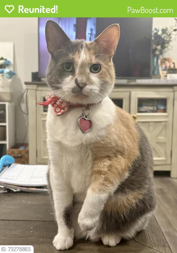 Reunited Female Cat last seen Kelsey Glen Neighborhood, Simpsonville, SC 29681