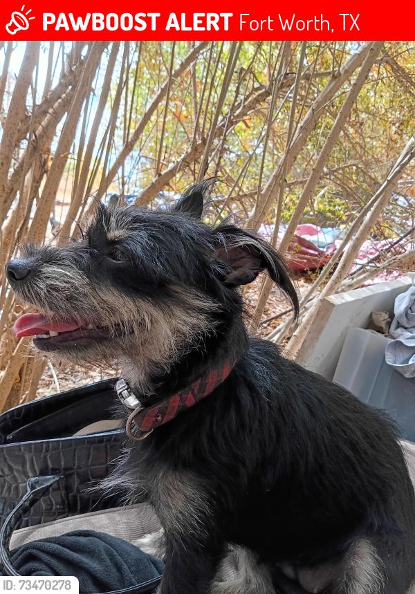 Lost Female Dog last seen Donally and Bourine, Fort Worth, TX 76107
