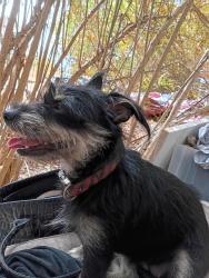 Lost Female Dog last seen Donally and Bourine, Fort Worth, TX 76107