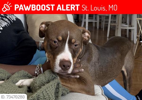 Lost Male Dog last seen Union and page, St. Louis, MO 63113
