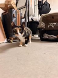Found/Stray Female Cat last seen Found roaming around one of the neighborhoods near the Palo Verde Park, Lincoln, CA 95648