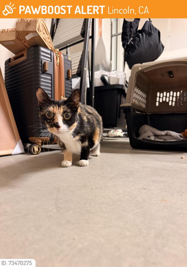 Found/Stray Female Cat last seen Found roaming around one of the neighborhoods near the Palo Verde Park, Lincoln, CA 95648