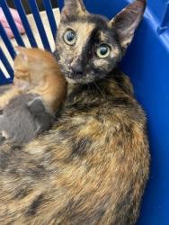 Shelter Stray Female Cat last seen Near 24th street, Vero Beach, FL, 6230 77th St, Vero Beach, FL 32967, USA