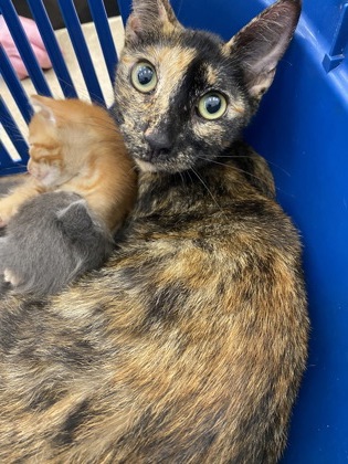 Shelter Stray Female Cat last seen Near 24th street, Vero Beach, FL, 6230 77th St, Vero Beach, FL 32967, USA