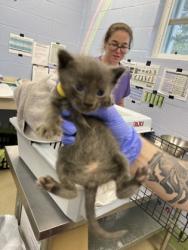 Shelter Stray Female Cat last seen Near 24th street, Vero Beach, FL, 6230 77th St, Vero Beach, FL 32967, USA