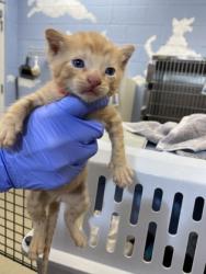 Shelter Stray Male Cat last seen Near 24th street, Vero Beach, FL, 6230 77th St, Vero Beach, FL 32967, USA