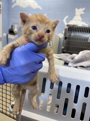 Shelter Stray Male Cat last seen Near 24th street, Vero Beach, FL, 6230 77th St, Vero Beach, FL 32967, USA
