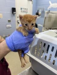 Shelter Stray Male Cat last seen Near 24th street, Vero Beach, FL, 6230 77th St, Vero Beach, FL 32967, USA