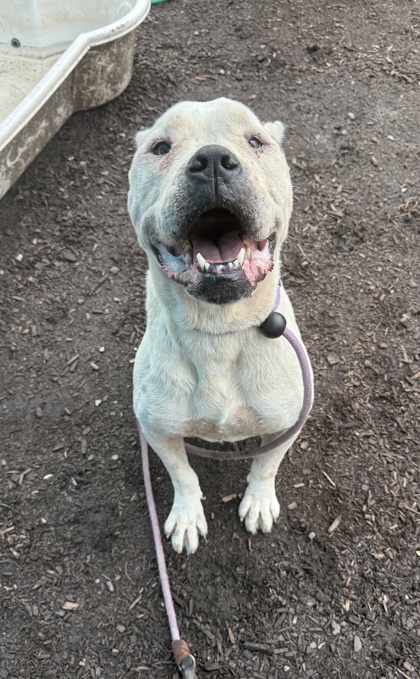 Shelter Stray Female Dog last seen Miller Rd & Covington Hwy Redan, GA 30035, 30035, GA, 3280 Chamblee Dunwoody Rd, Chamblee, GA 30341, USA