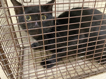 Shelter Stray Male Cat last seen Near 40th Ave, IRC AC, FL, 6230 77th St, Vero Beach, FL 32967, USA