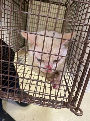 Shelter Stray Male Cat last seen Near S Cypress, IRC AC, FL, 6230 77th St, Vero Beach, FL 32967, USA
