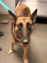 Shelter Stray Female Dog last seen N Yuba Ave & W Ashlan Ave, Kerman Zone Fresno CO 1A 93630, CA, 1510 W Dan Ronquillo Dr, Fresno, CA 93706, USA