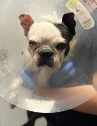 Shelter Stray Male Dog last seen E Floradora Ave & N Armstrong Ave, Fresno Zone Fresno CO 2 93727, CA, 1510 W Dan Ronquillo Dr, Fresno, CA 93706, USA