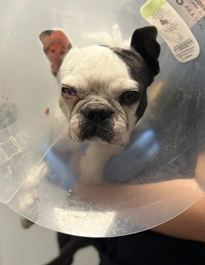 Shelter Stray Male Dog last seen E Floradora Ave & N Armstrong Ave, Fresno Zone Fresno CO 2 93727, CA, 1510 W Dan Ronquillo Dr, Fresno, CA 93706, USA