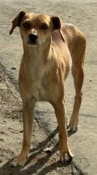 Shelter Stray Female Dog last seen S Clovis Ave & E Mountain View Ave, Selma Zone Fresno CO 3 93662, CA, 1510 W Dan Ronquillo Dr, Fresno, CA 93706, USA