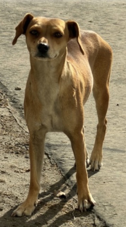 Shelter Stray Female Dog last seen S Clovis Ave & E Mountain View Ave, Selma Zone Fresno CO 3 93662, CA, 1510 W Dan Ronquillo Dr, Fresno, CA 93706, USA