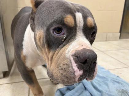 Shelter Stray Male Dog last seen Near s church st, City of Georgetown, TX, 1855 SE Inner Loop, Georgetown, TX 78626, USA