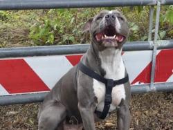 Shelter Stray Male Dog last seen Near block of jamie ct, City of Georgetown, TX, 1855 SE Inner Loop, Georgetown, TX 78626, USA