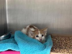 Shelter Stray Male Cat last seen 300-BLK VISTA AVE, City of Round Rock, TX, 1855 SE Inner Loop, Georgetown, TX 78626, USA
