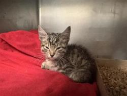 Shelter Stray Male Cat last seen Near N AW Grimes BLVD, City of Round Rock, TX, 1855 SE Inner Loop, Georgetown, TX 78626, USA