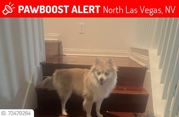 Lost Male Dog last seen Ranch hse, North Las Vegas, NV 89031